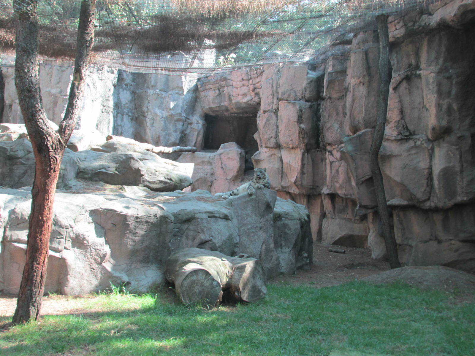 snow leopard enclousure chapultepec zoo