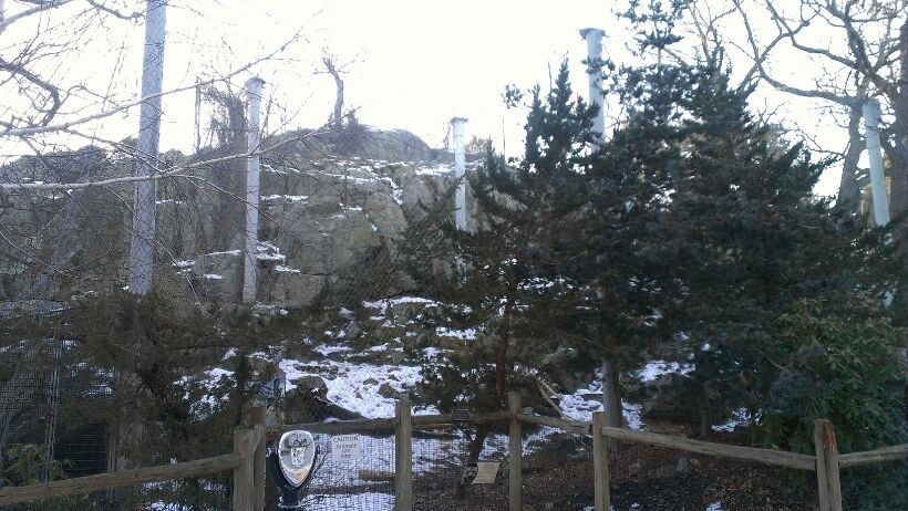 Snow Leopard Exhibit 1-10-13