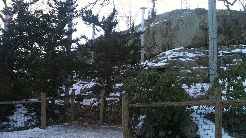 Snow Leopard Exhibit 1-10-13