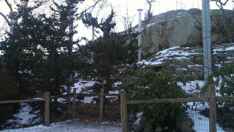 Snow Leopard Exhibit 1-10-13