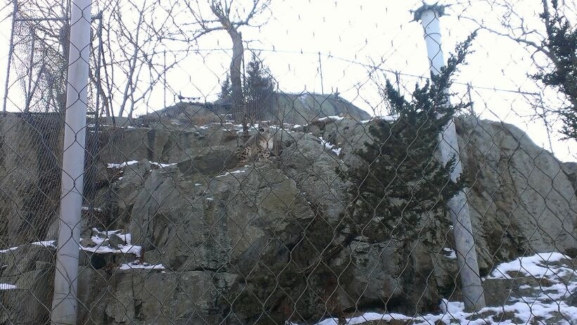 Snow Leopard Exhibit 1-10-13