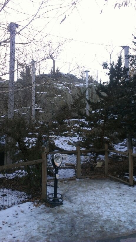 Snow Leopard Exhibit 1-10-13