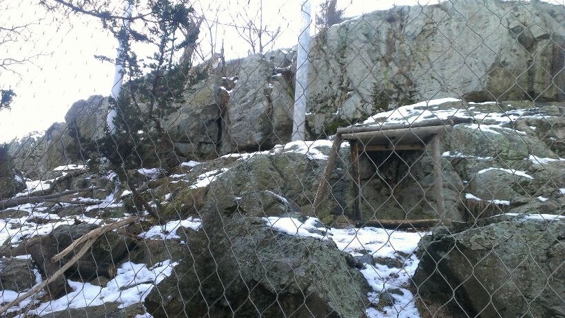Snow Leopard Exhibit 1-10-13