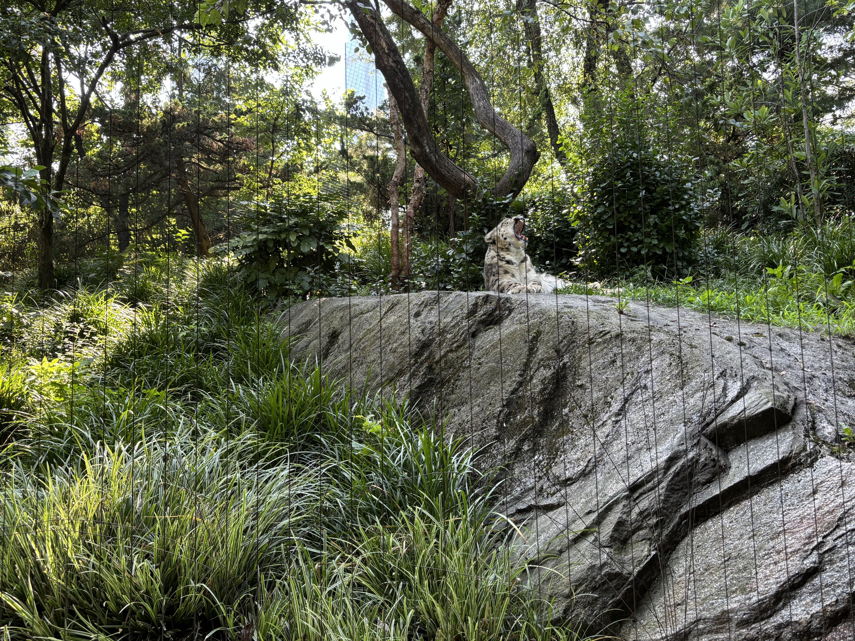 Snow Leopard Exhibit #1 - yawning cat