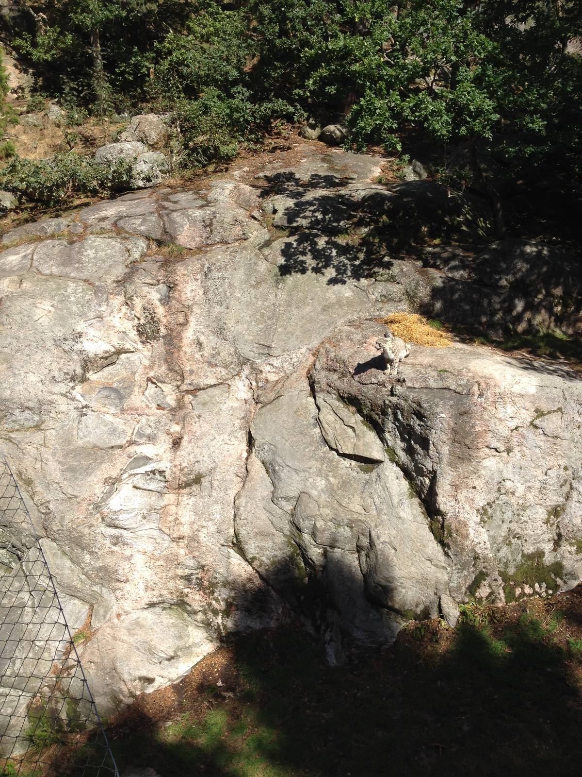 Snow leopard exhibit #1