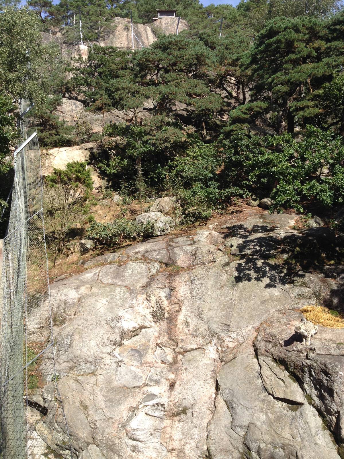 Snow leopard exhibit #1