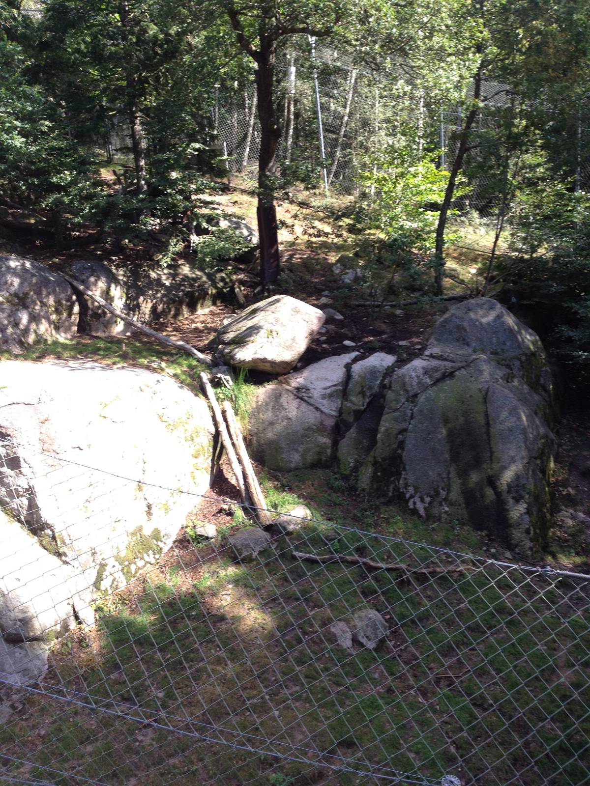 Snow leopard exhibit #1