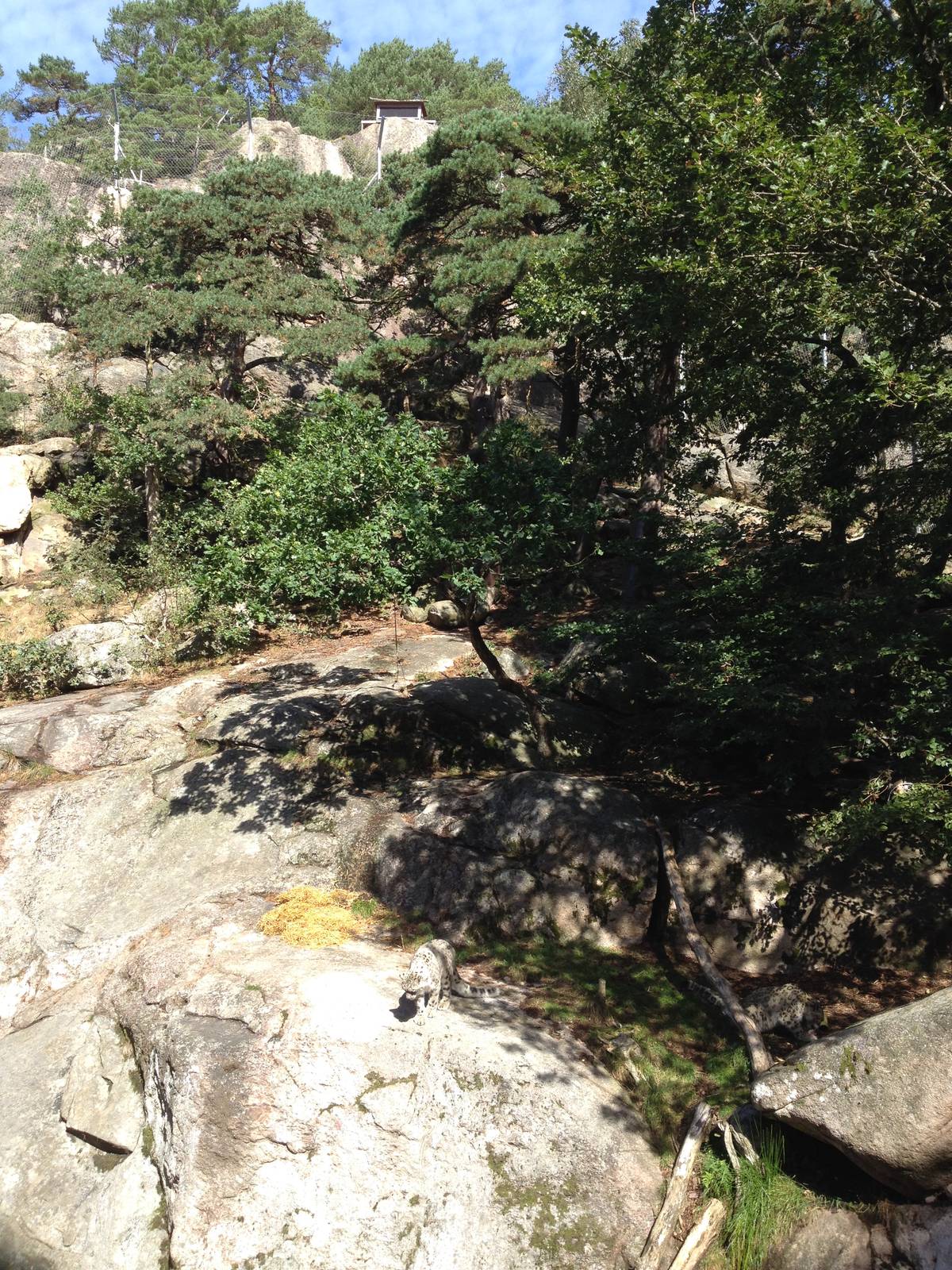 Snow leopard exhibit #1