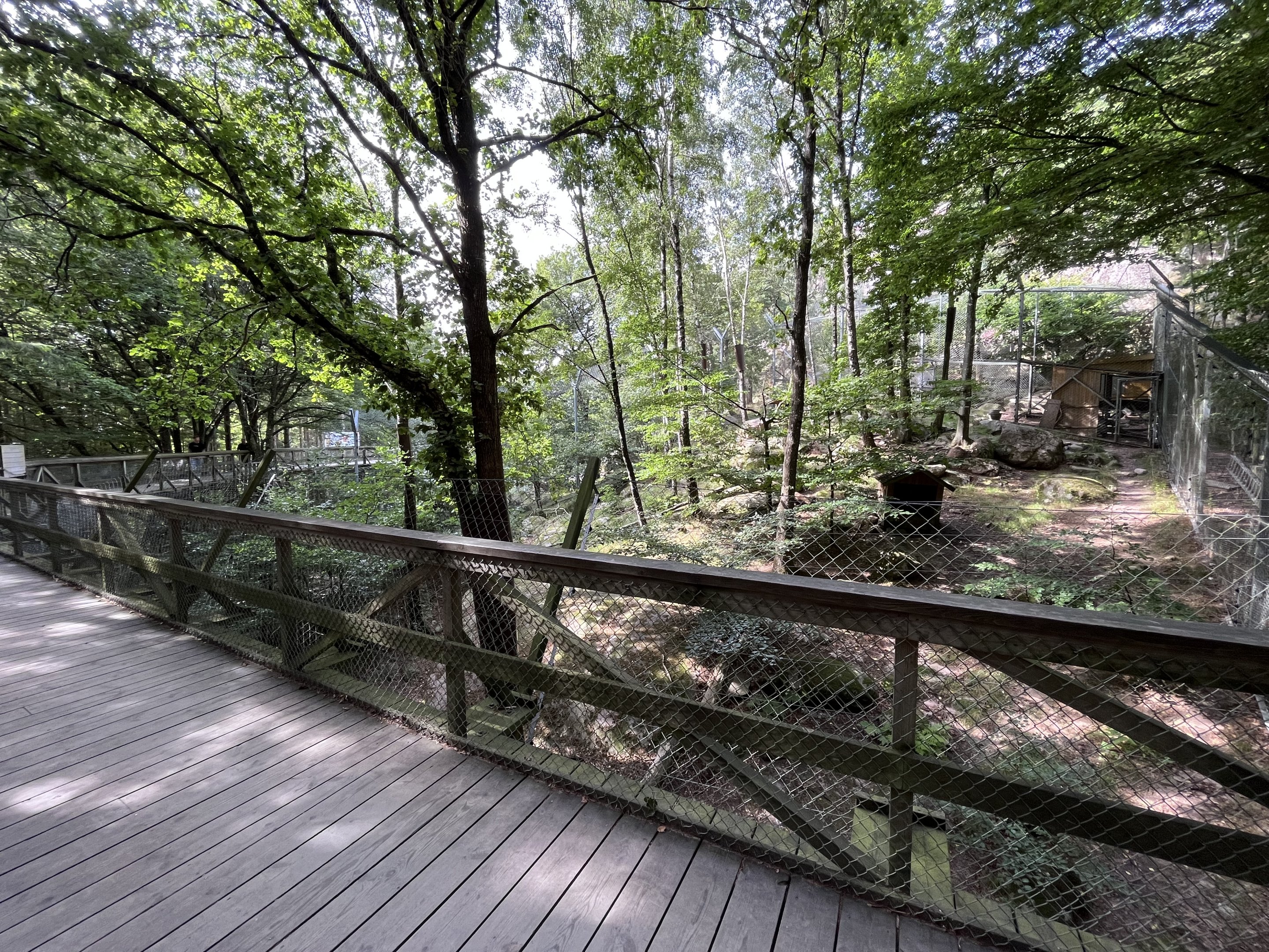 Snow Leopard Exhibit #1