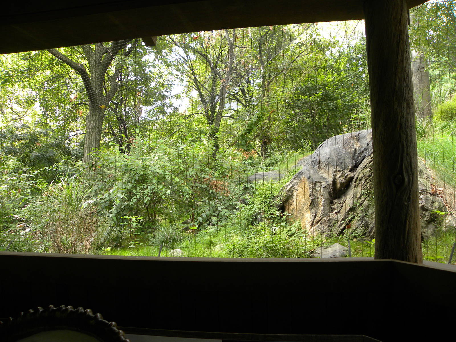 Snow Leopard Exhibit #2