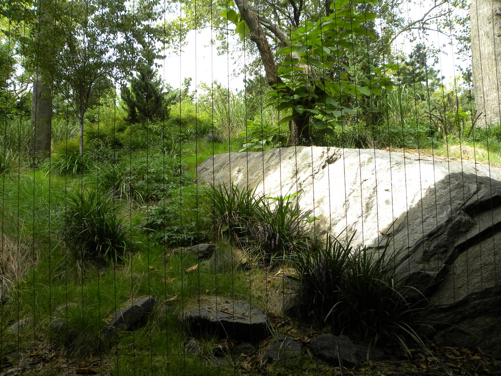 Snow Leopard Exhibit #2