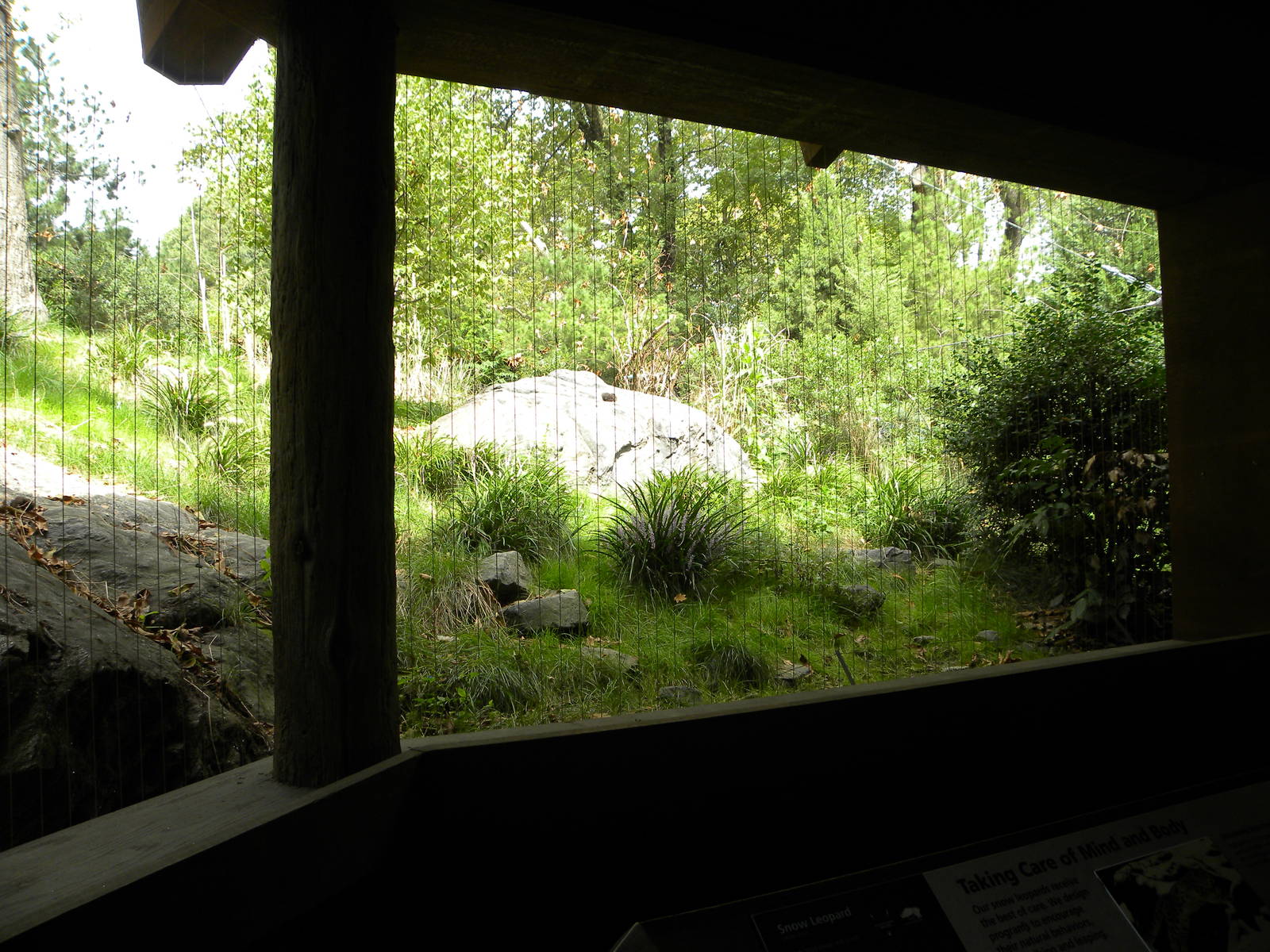 Snow Leopard Exhibit #2