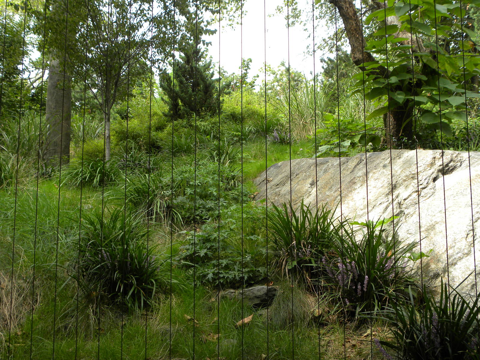 Snow Leopard Exhibit #2