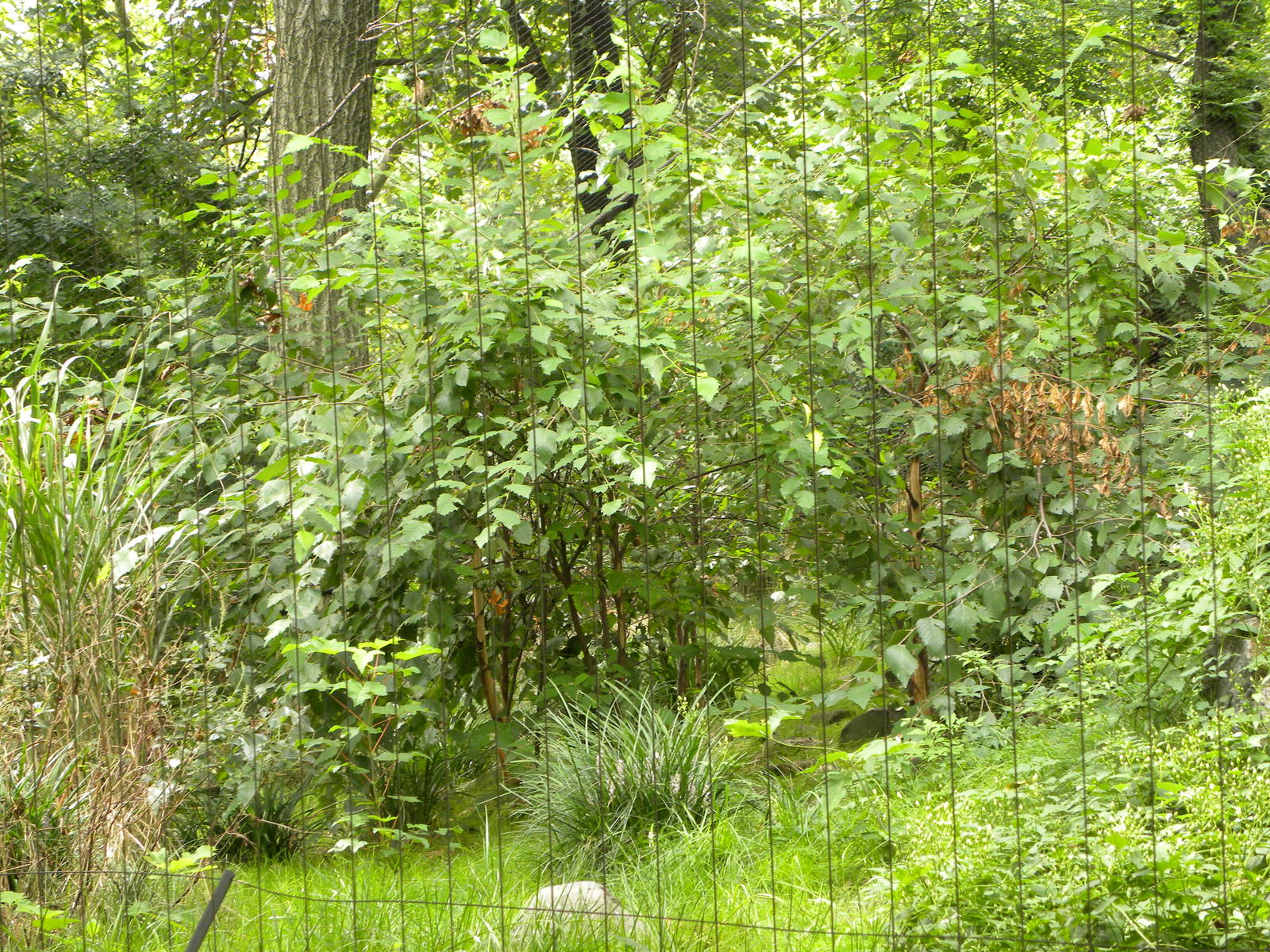 Snow Leopard Exhibit #2