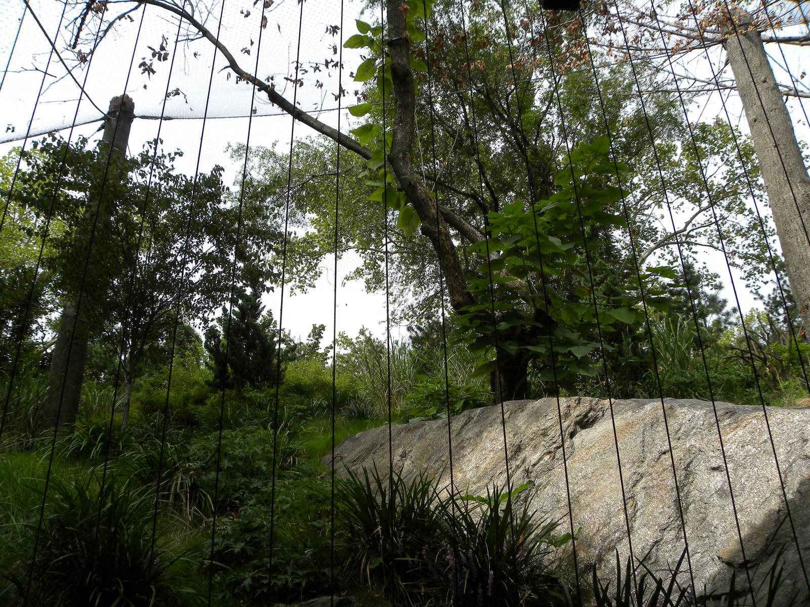 Snow Leopard Exhibit #2