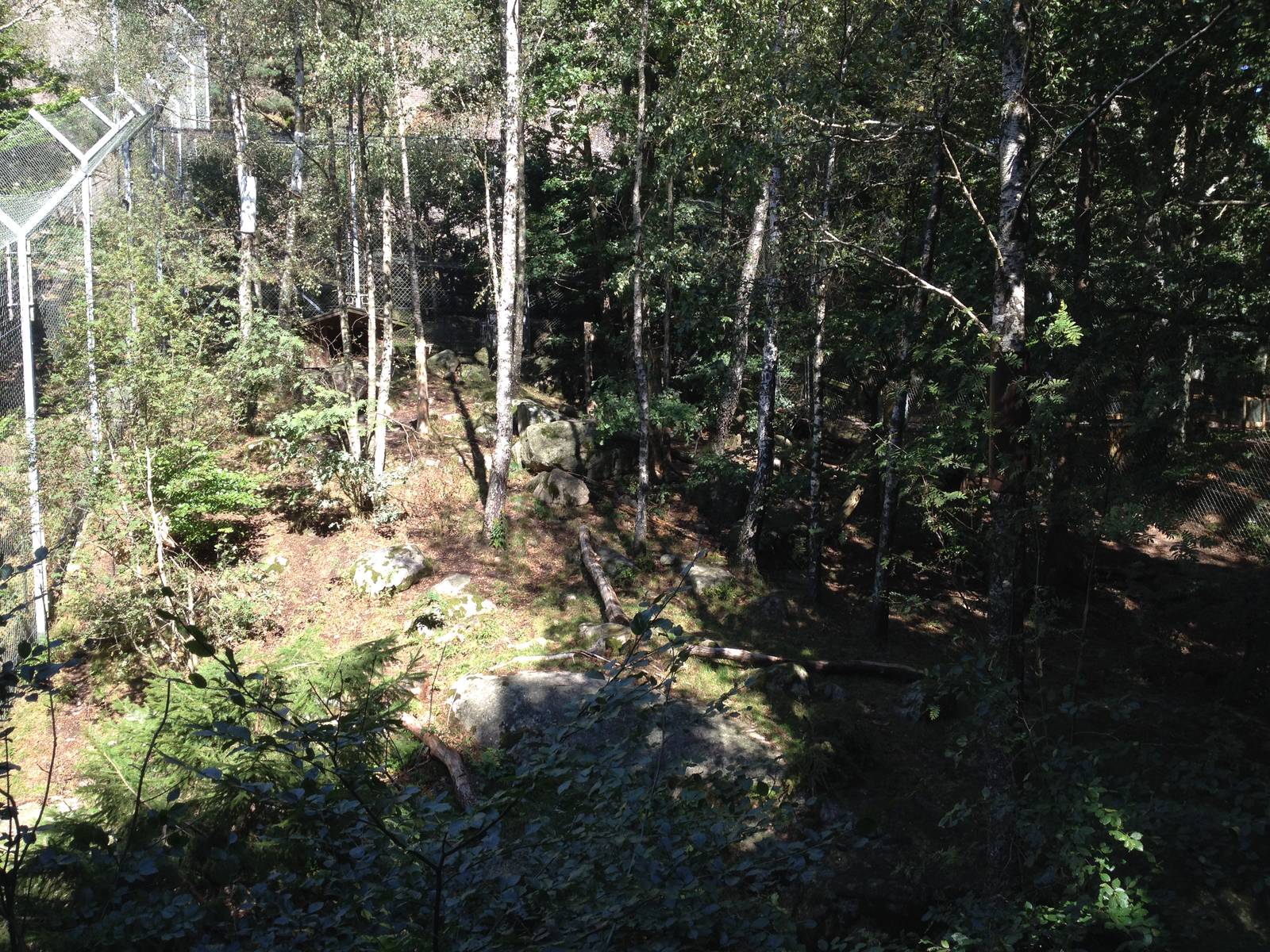 Snow leopard exhibit #2