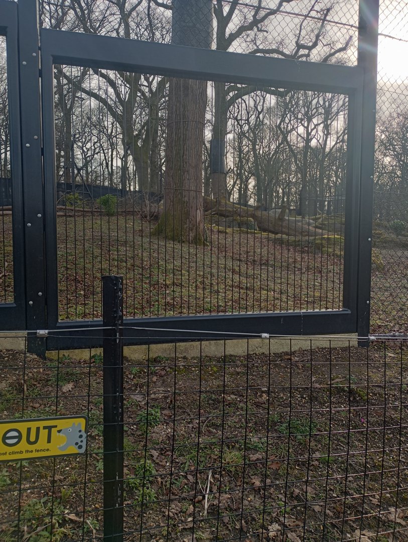 Snow leopard exhibit 2