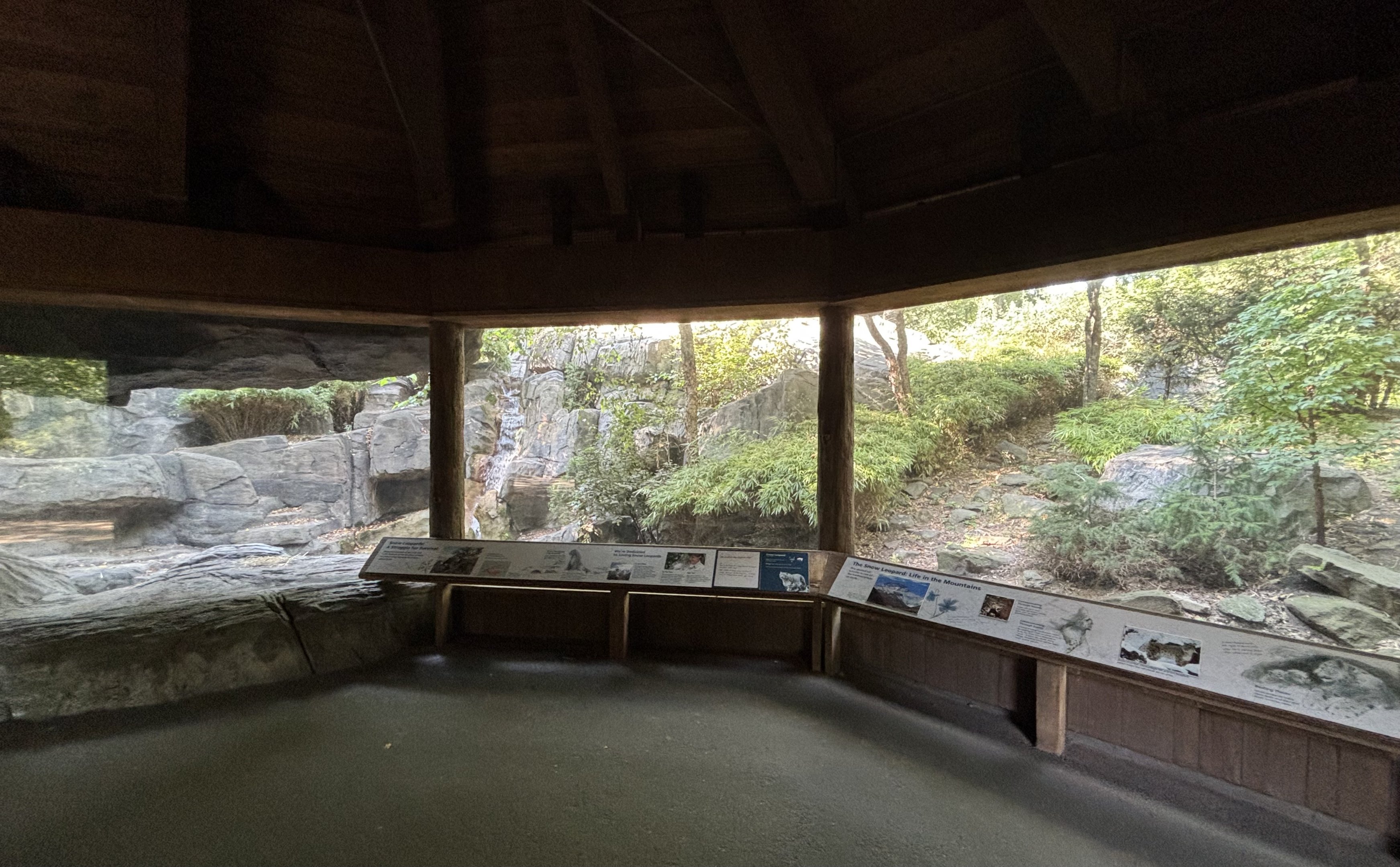 Snow Leopard Exhibit #2