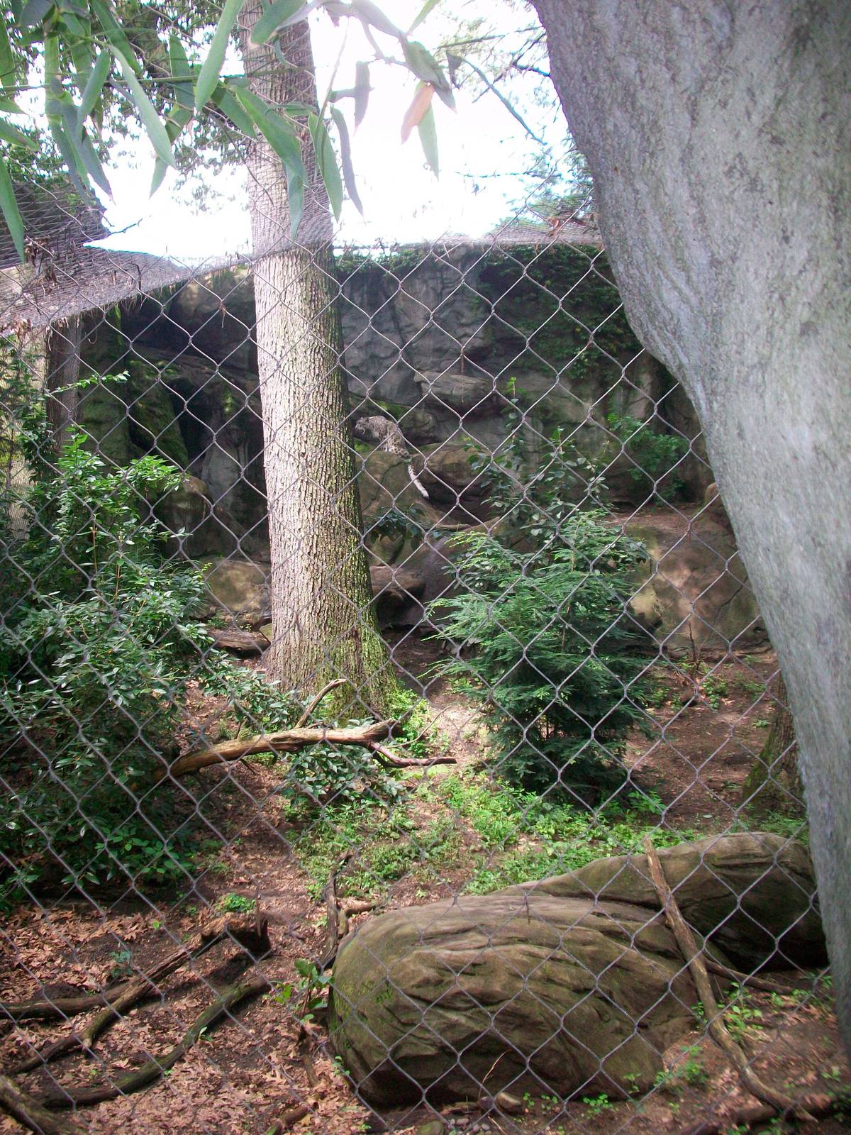 Snow Leopard Exhibit - 2009