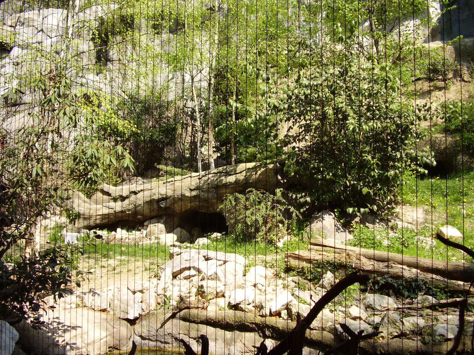 Snow Leopard Exhibit - 2010