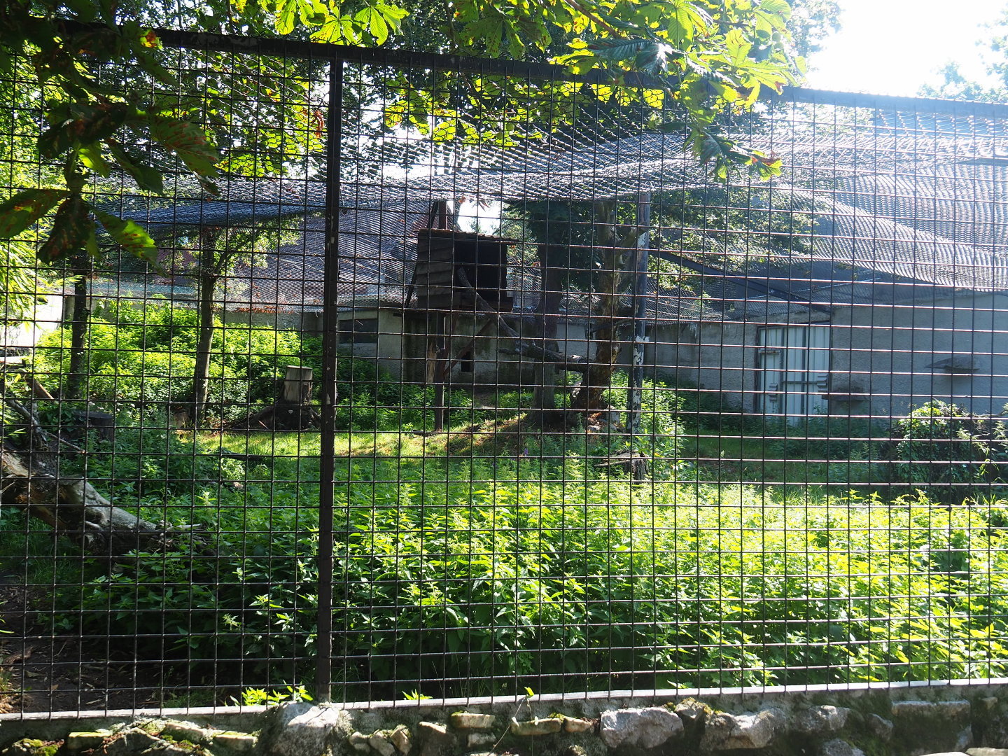 Snow leopard exhibit, 2019-08-04