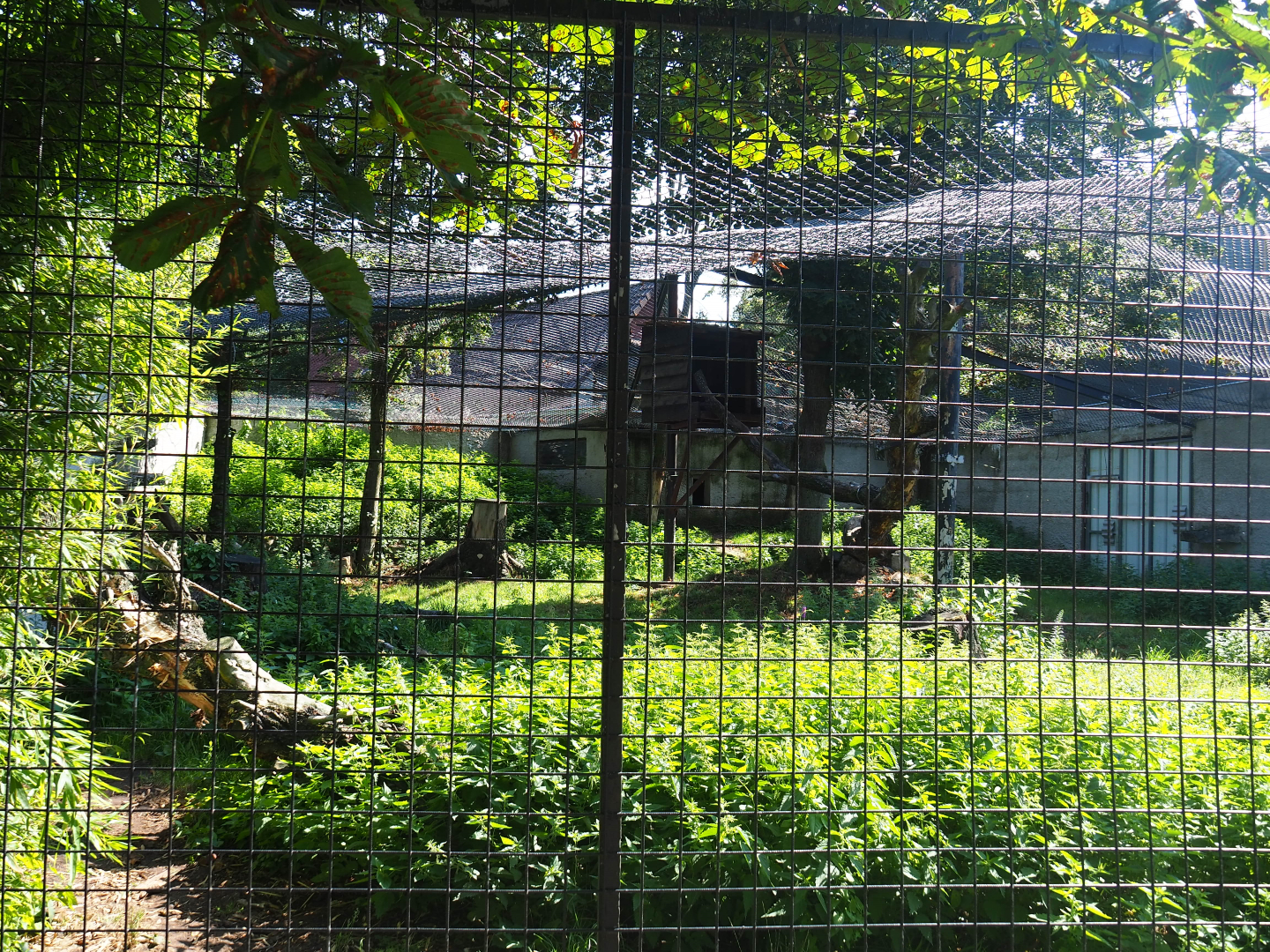 Snow leopard exhibit, 2019-08-04
