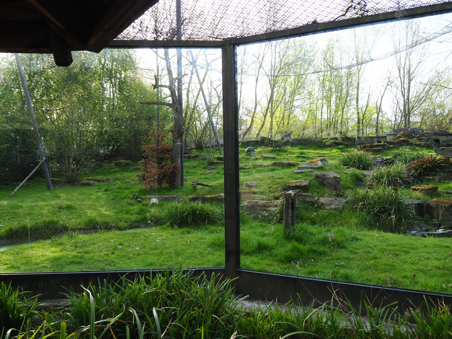 Snow leopard exhibit, 2022-04-12