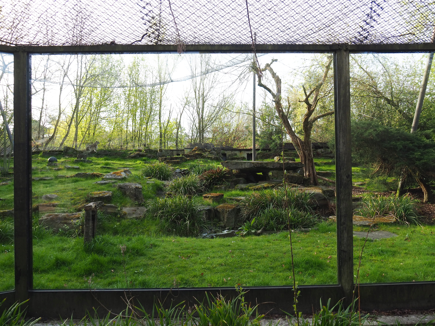 Snow leopard exhibit, 2022-04-12