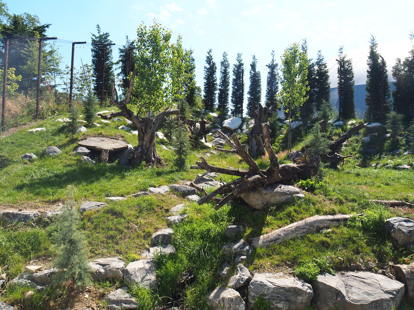 Snow leopard exhibit, 2022-06-28
