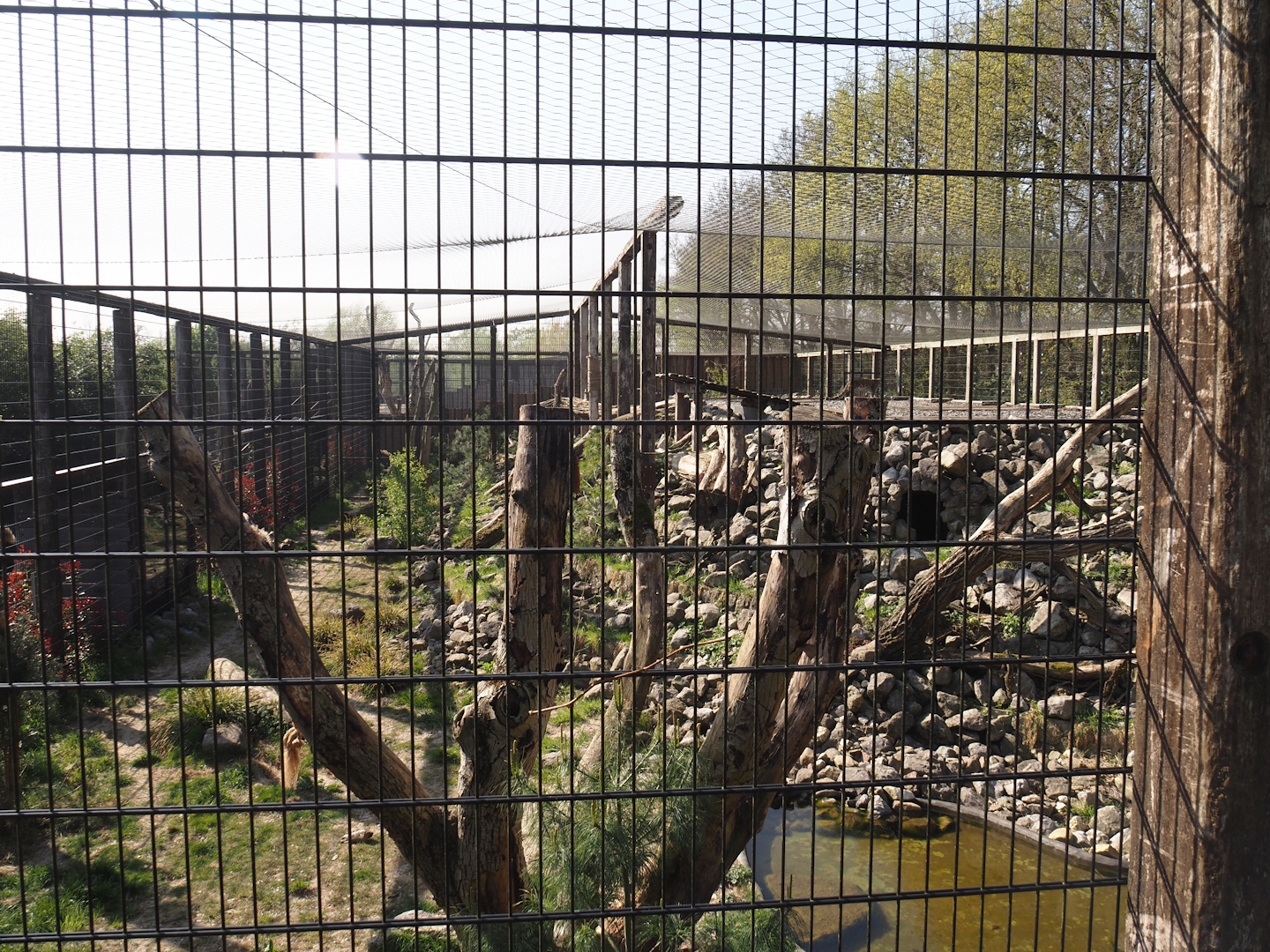 Snow leopard exhibit, 2025-04-12