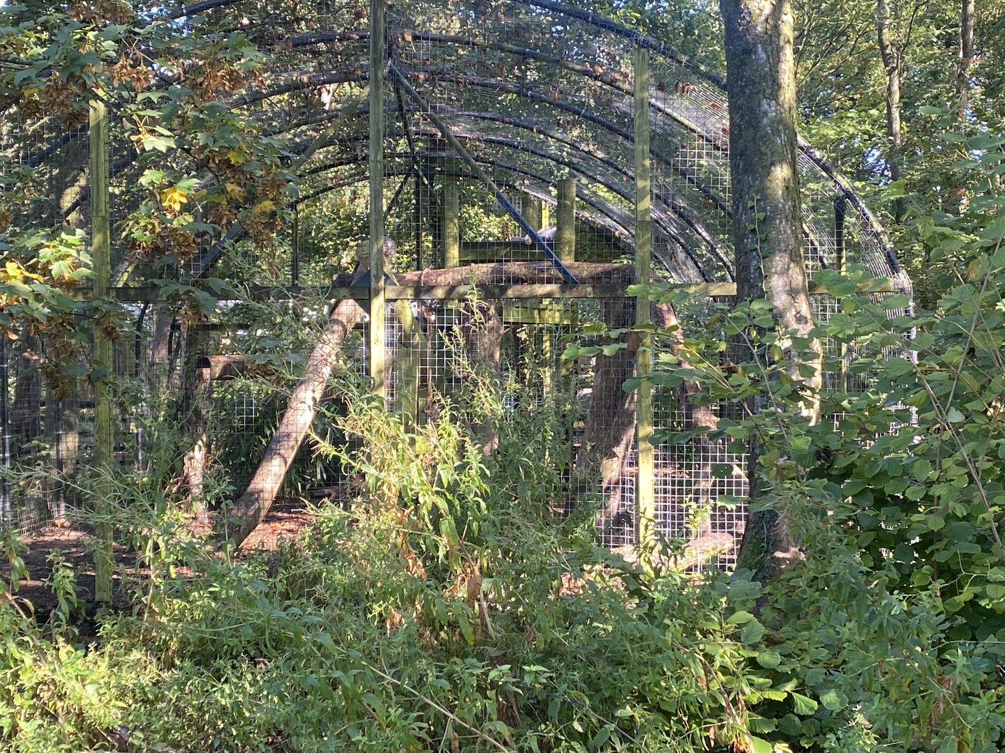 Snow leopard exhibit 230922
