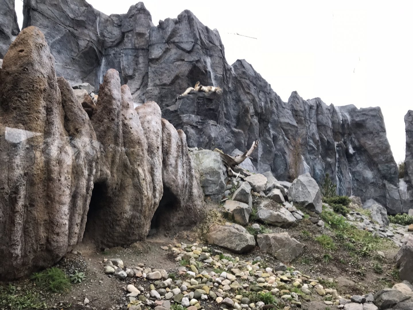 Snow leopard exhibit 280118