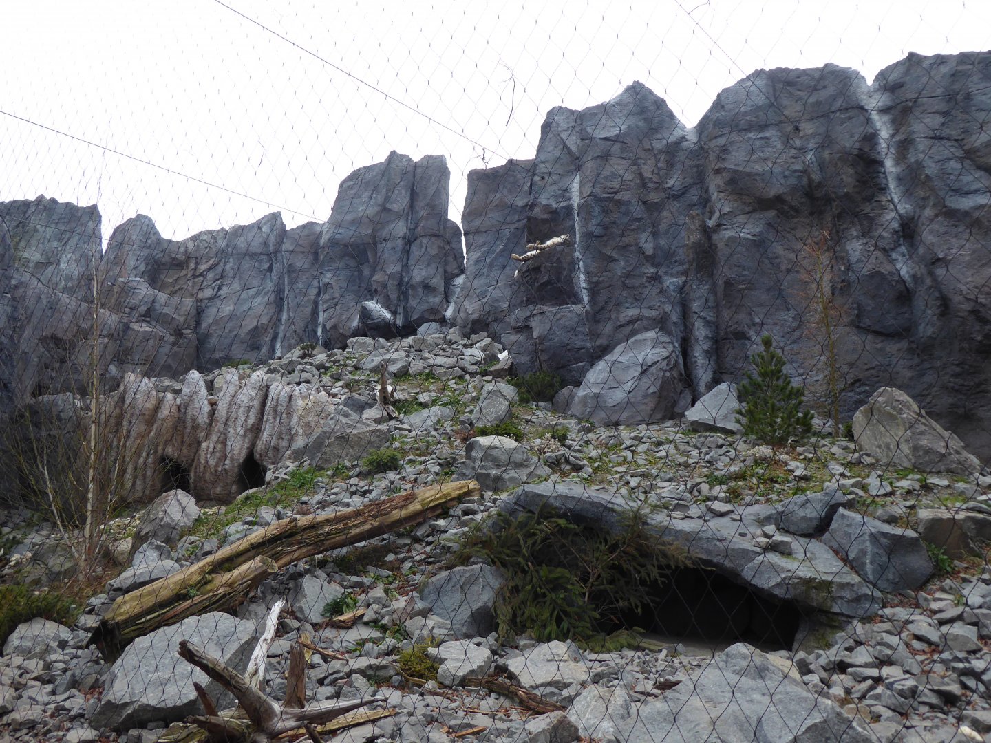 Snow leopard exhibit 280118