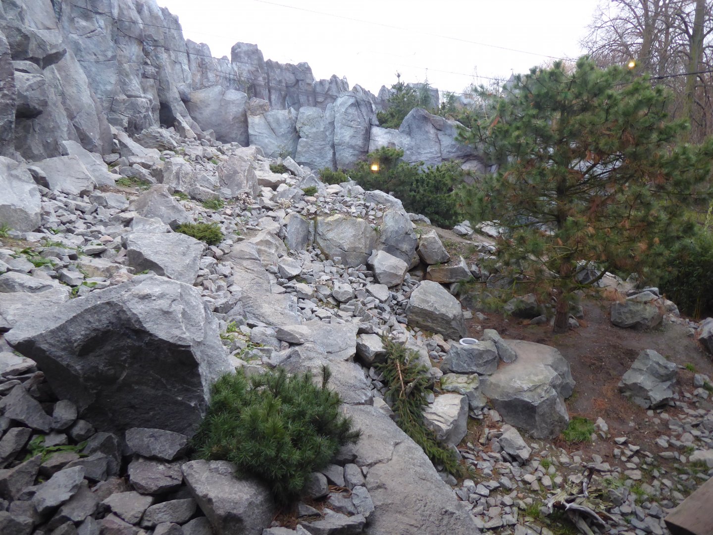 Snow leopard exhibit 280118