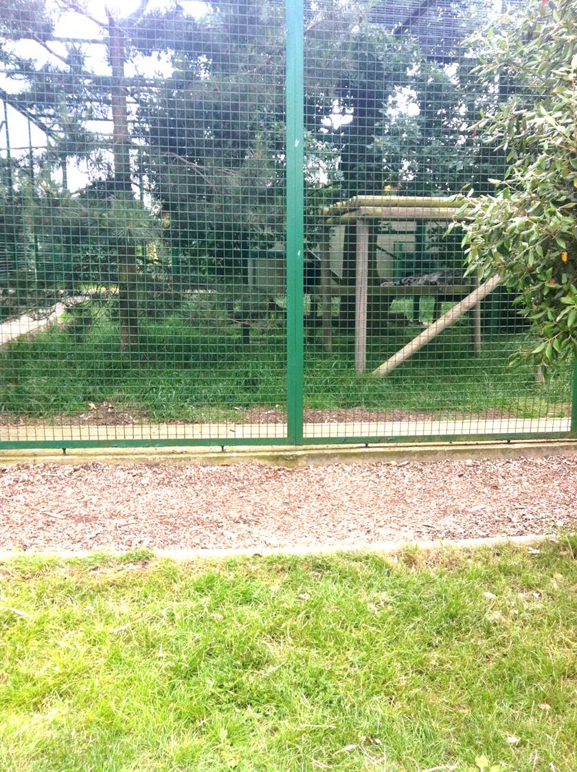 Snow Leopard Exhibit (3rd July 2011)