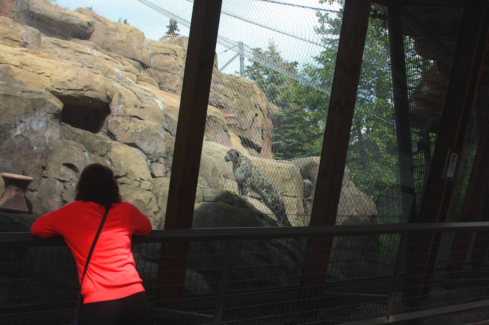 Snow Leopard Exhibit and Guest