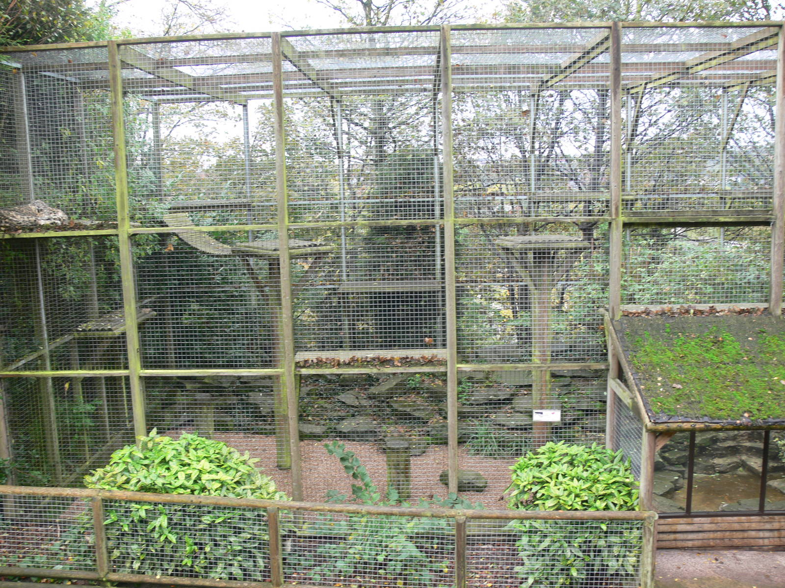 Snow Leopard exhibit at Dudley, 02/11/13