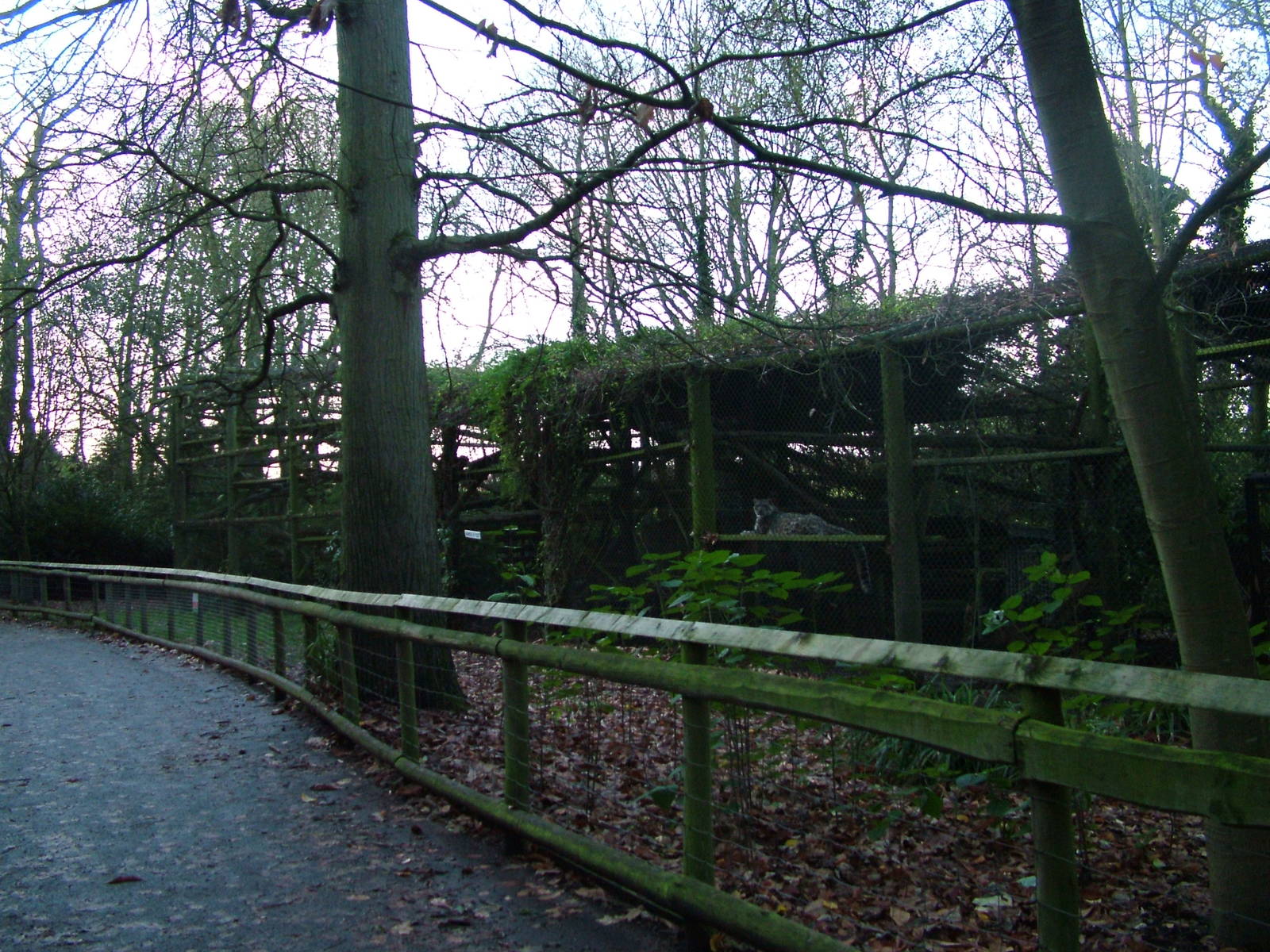 Snow Leopard exhibit at Howletts 26/11/09