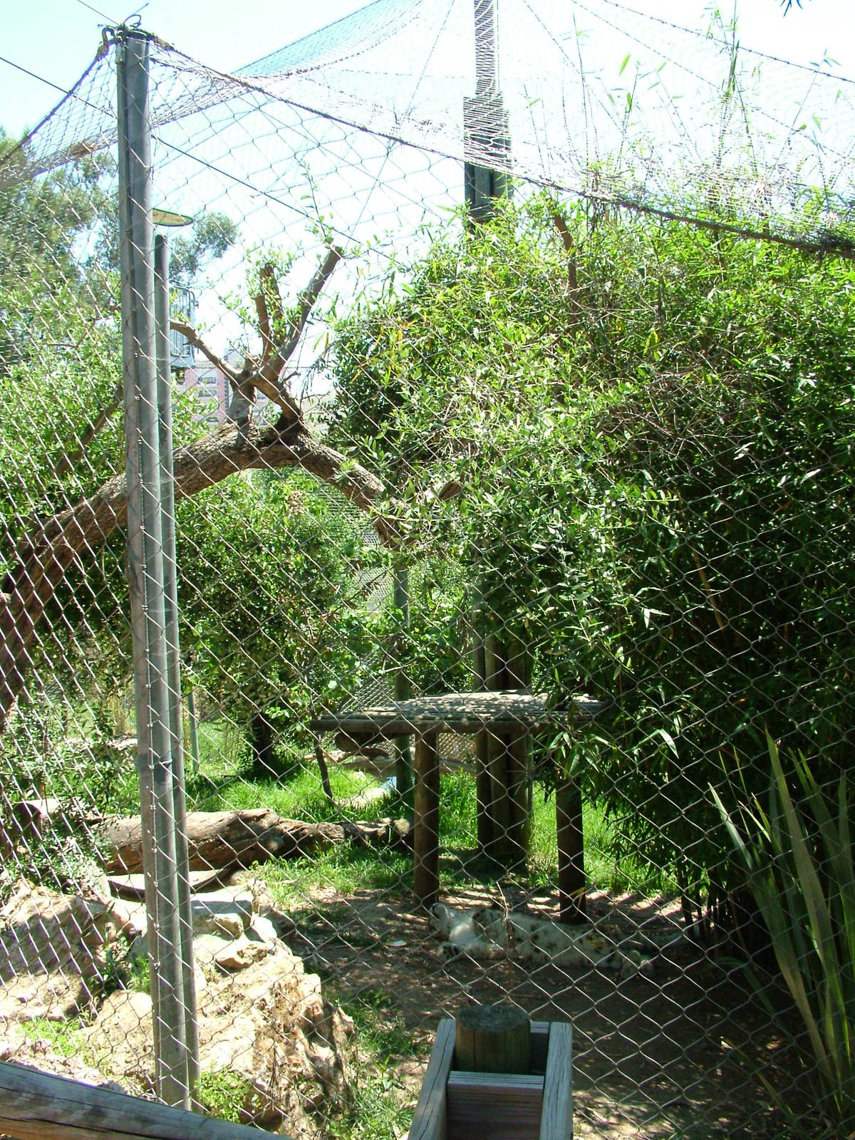 Snow Leopard Exhibit at Lisbon Zoo, 24/05/11