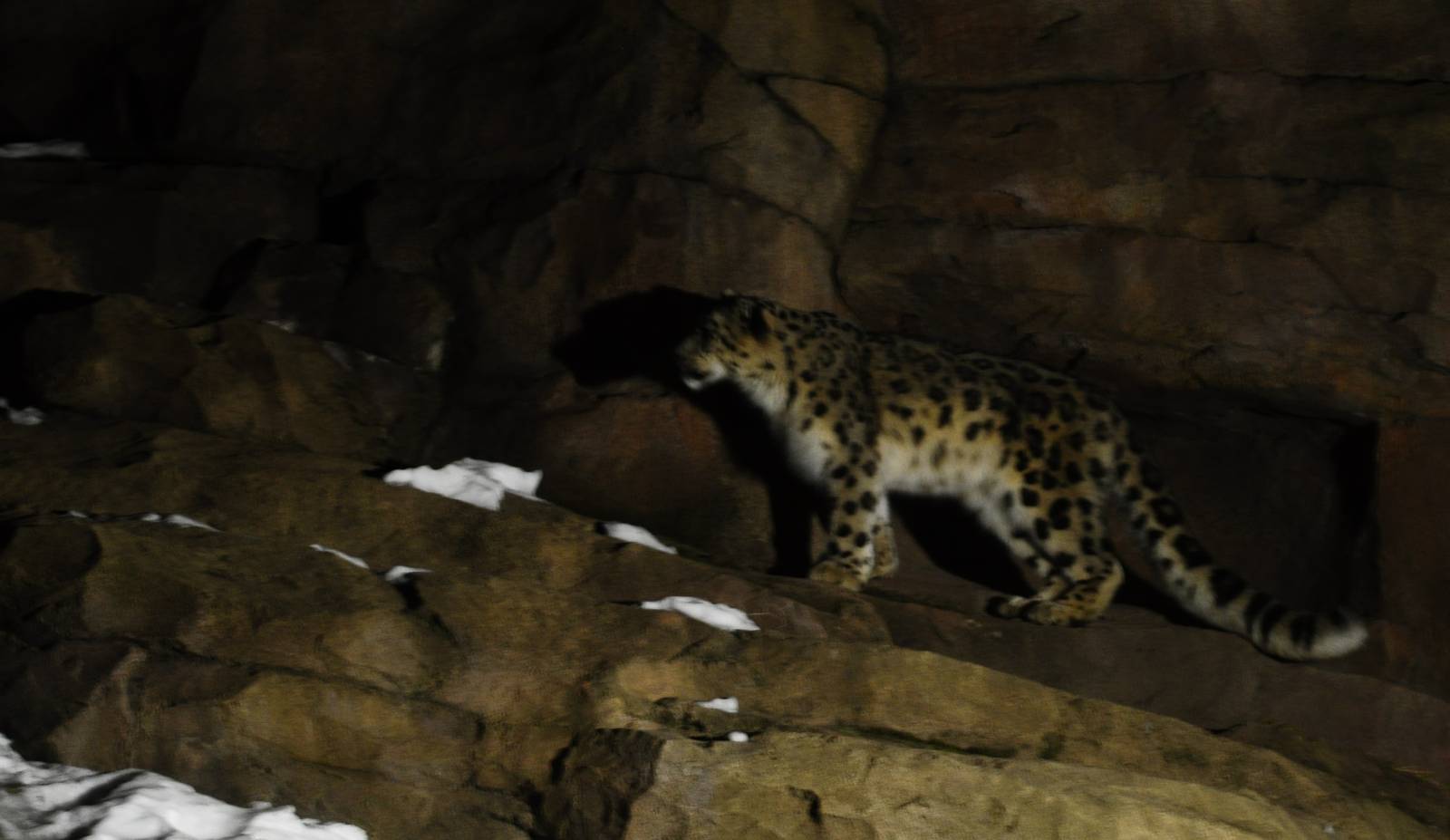 Snow Leopard Exhibit at Night