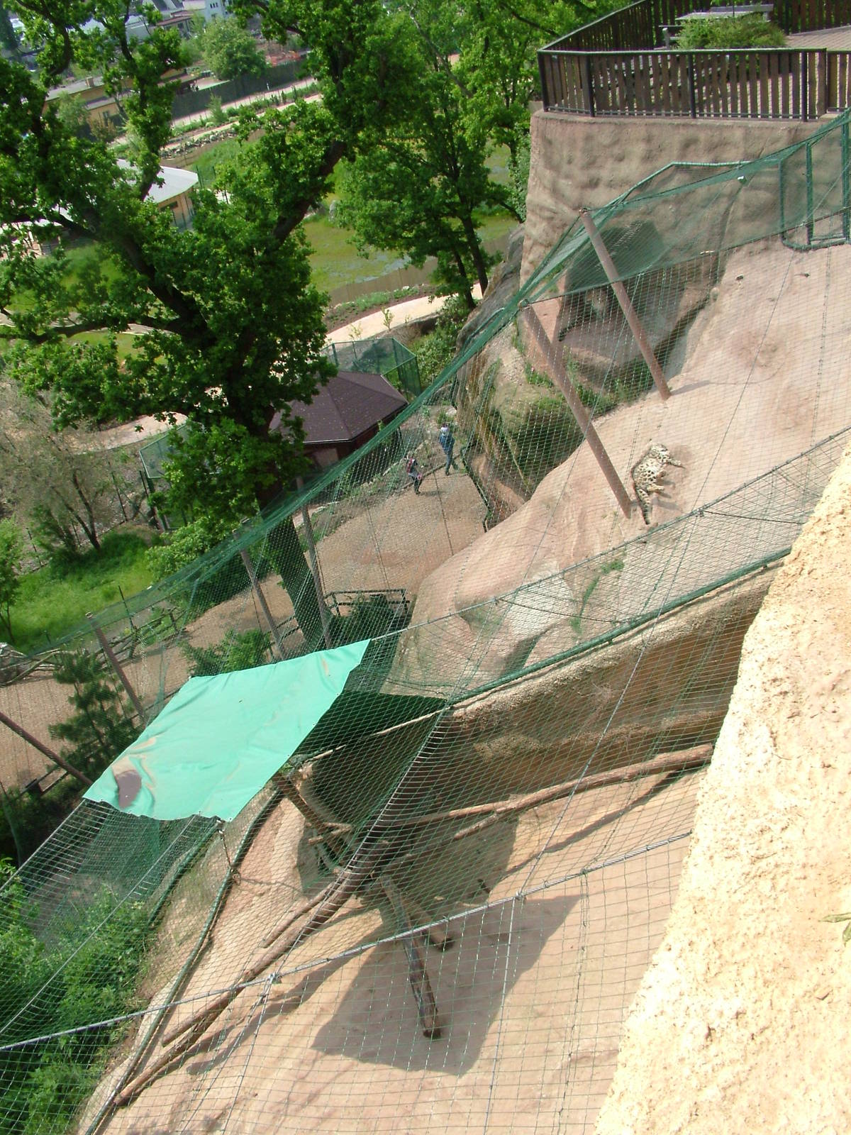 Snow Leopard exhibit at Plzen, 25/05/10