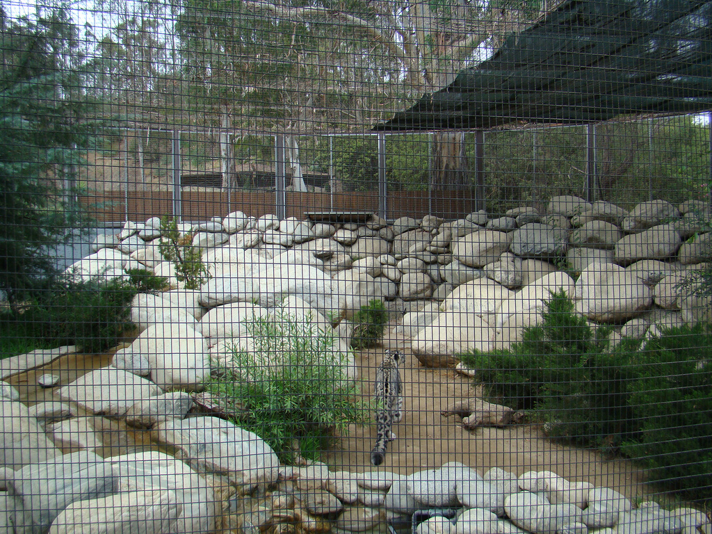 Snow Leopard exhibit at the Los Angeles Zoo