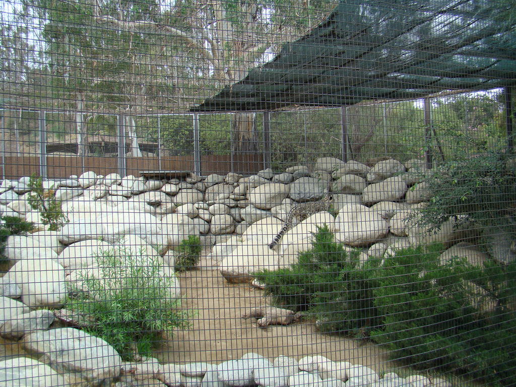 Snow Leopard exhibit at the Los Angeles Zoo