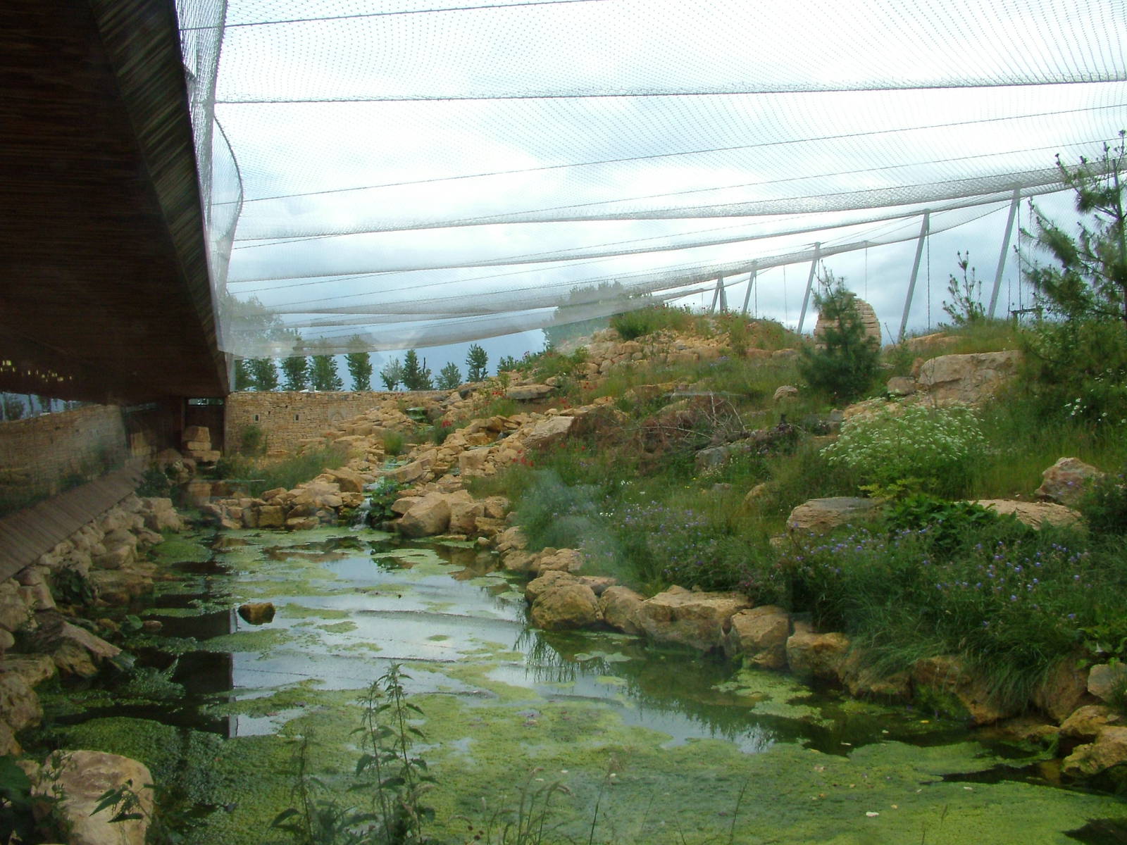 Snow Leopard Exhibit at Twycross, 18/06/11
