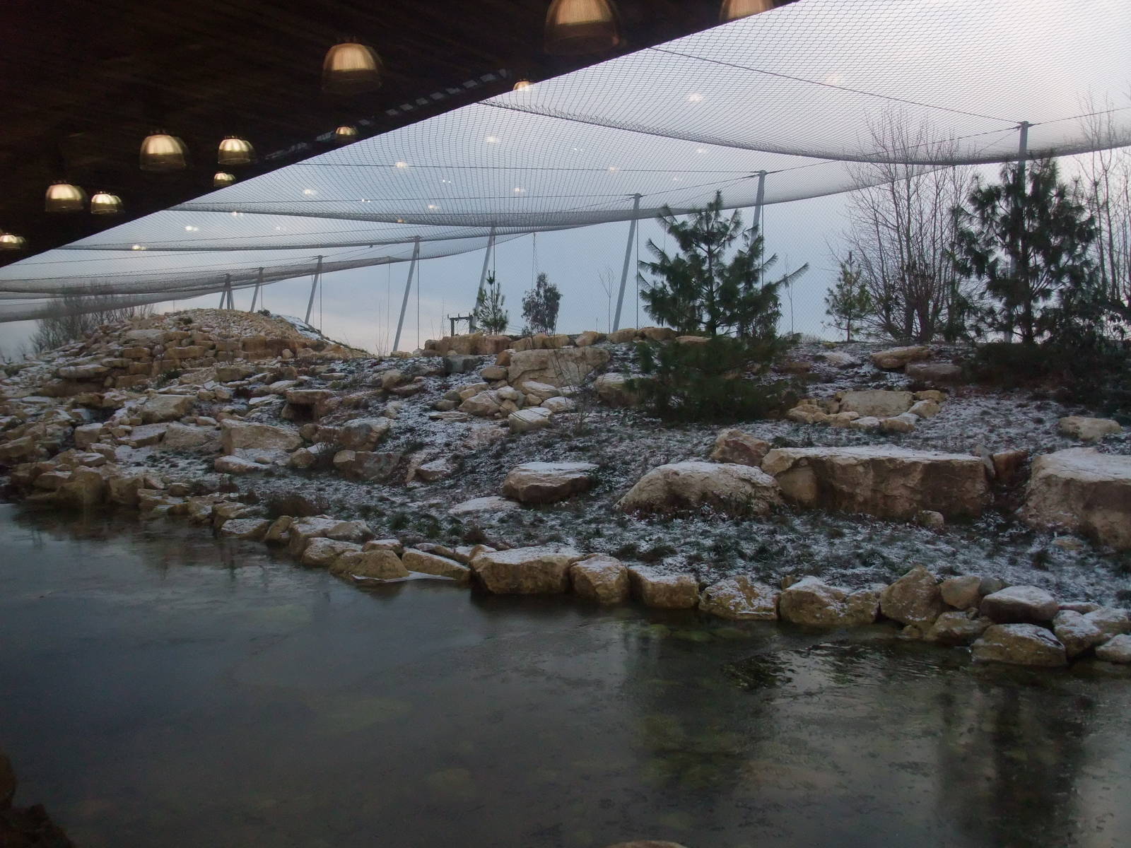 Snow Leopard Exhibit at Twycross, 28/11/10