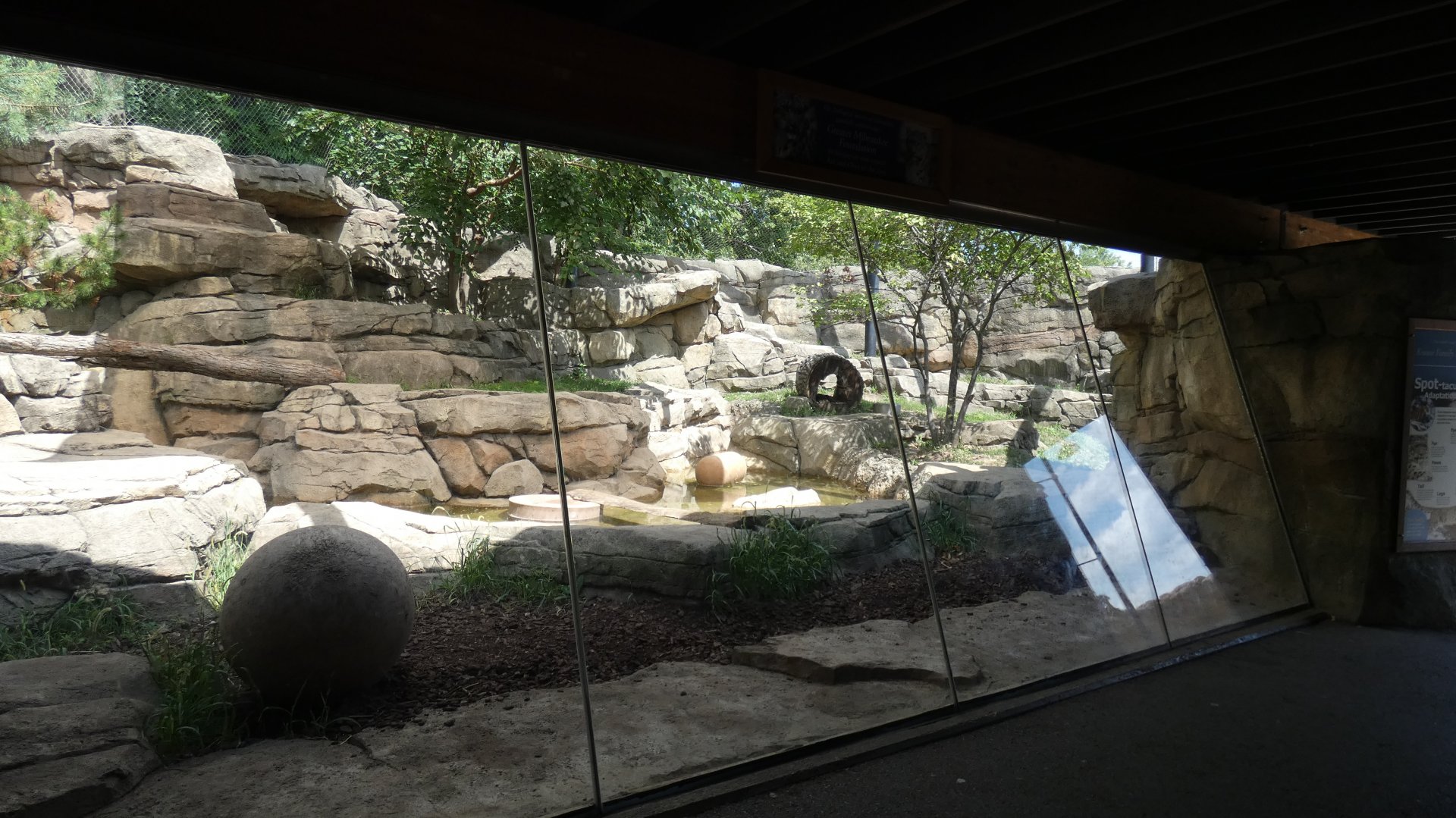 Snow Leopard Exhibit, Big Cat Country - Aug. 2021