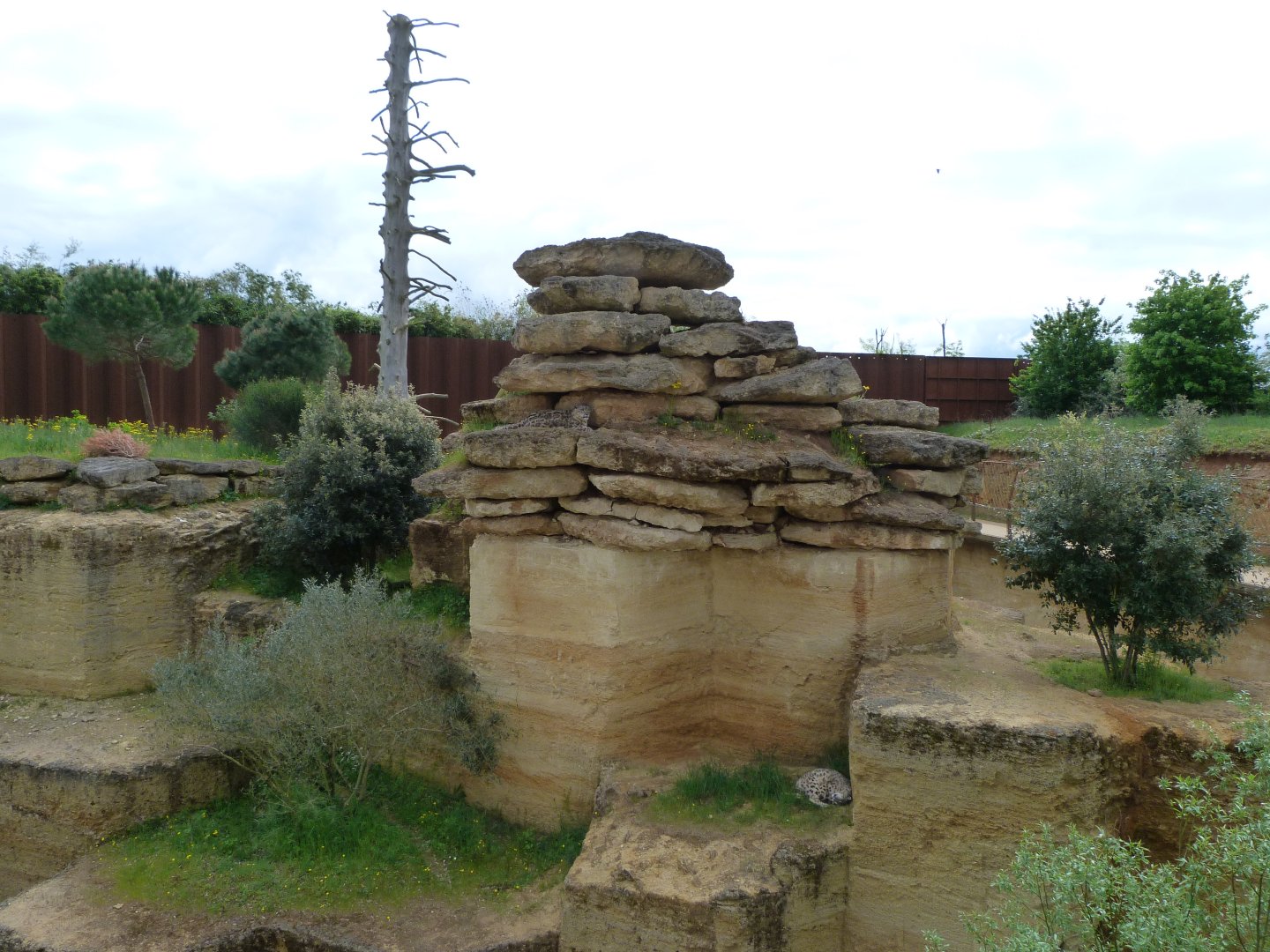 Snow leopard exhibit -Bioparc de Doué la Fontaine (2025)