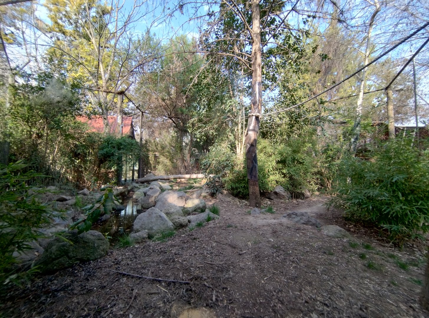 Snow leopard exhibit - Buin zoo