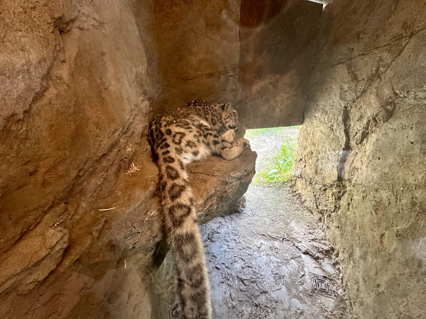 Snow Leopard Exhibit - Cave