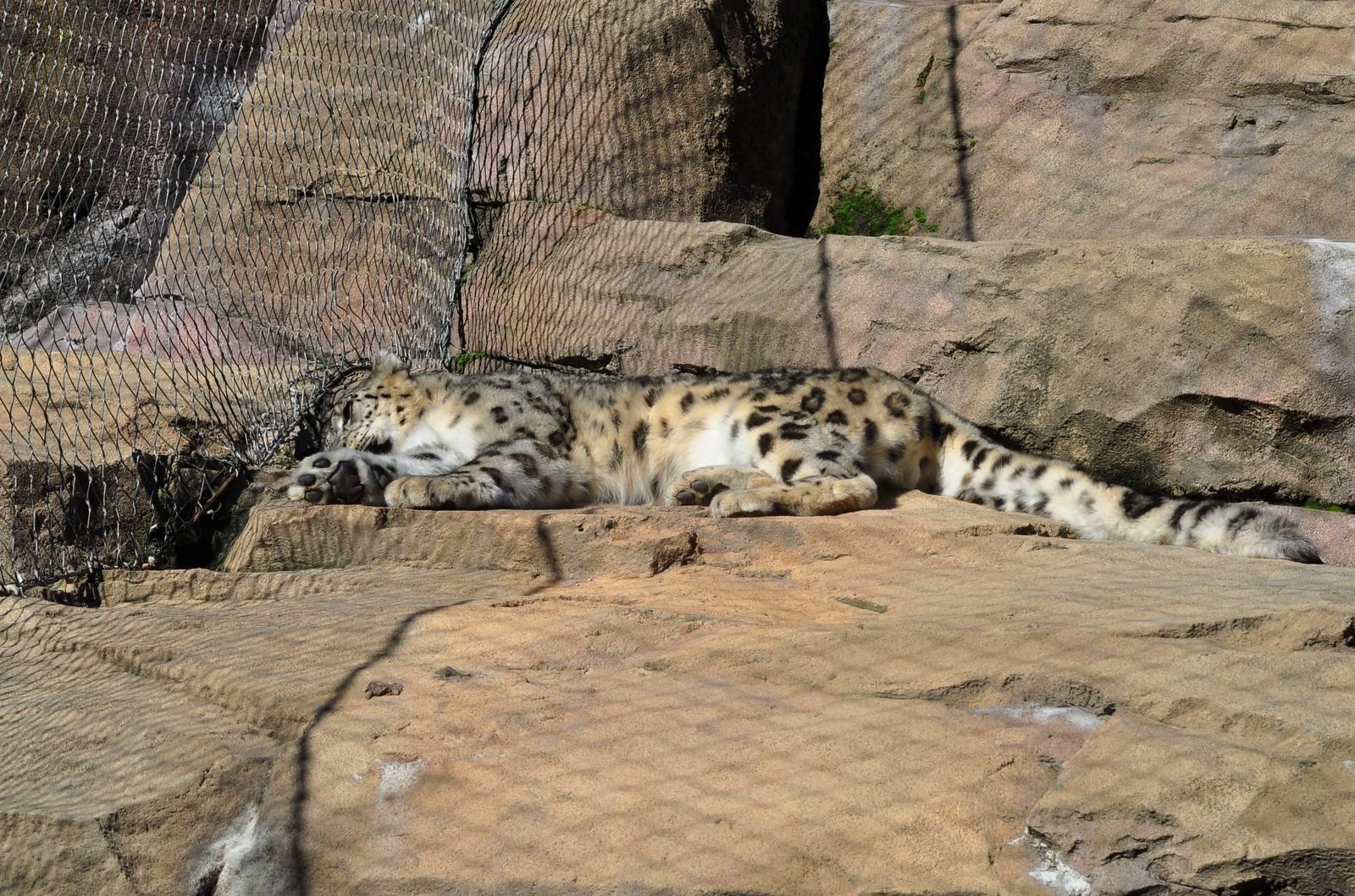 Snow Leopard Exhibit (east side enclosure - Male?)